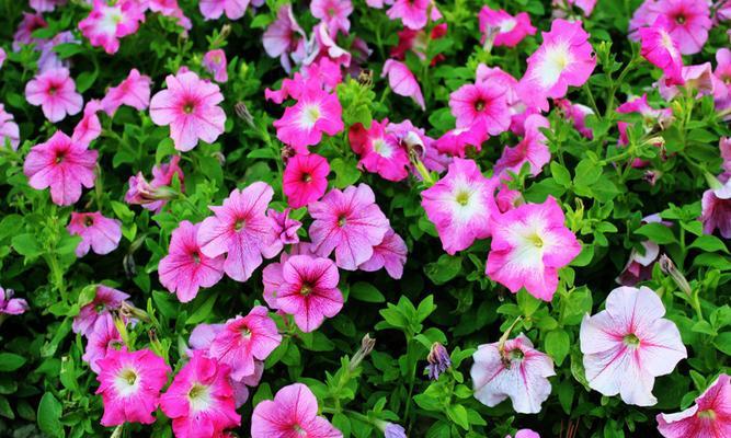 牵牛花四季都能开花吗?如何实现四季开花的效果? 牵牛花四季都能开花吗?如何实现四季开花的效果?