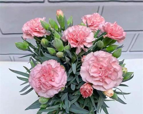 康乃馨花的寓意与象征（揭秘康乃馨的花语与文化内涵）