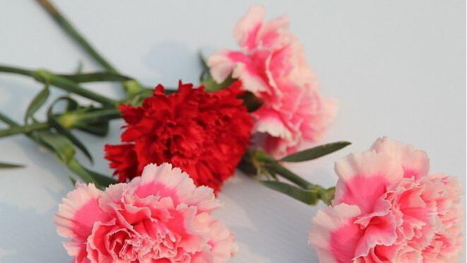 康乃馨花的寓意与象征（揭秘康乃馨的花语与文化内涵）