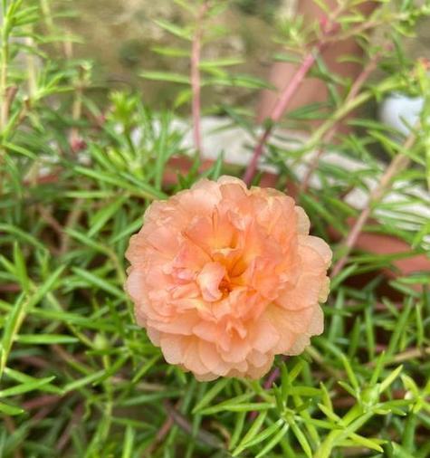 太阳花期持续多久？如何延长花期？