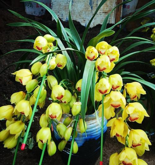 大花蕙兰的花语与寓意（传递真挚与浪漫之美的花卉-大花蕙兰）