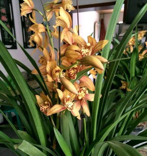 大花蕙兰的花语与寓意（传递真挚与浪漫之美的花卉-大花蕙兰）