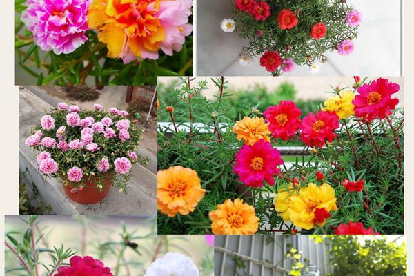 太阳花期持续多久？如何延长花期？