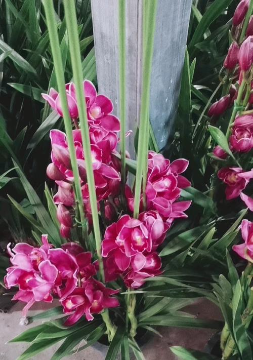 大花蕙兰的花语与寓意（传递真挚与浪漫之美的花卉-大花蕙兰）