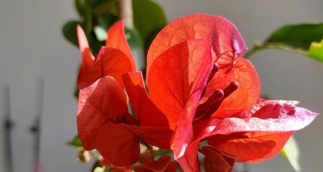 三角梅喜水还是喜旱？如何正确浇水以促进生长？