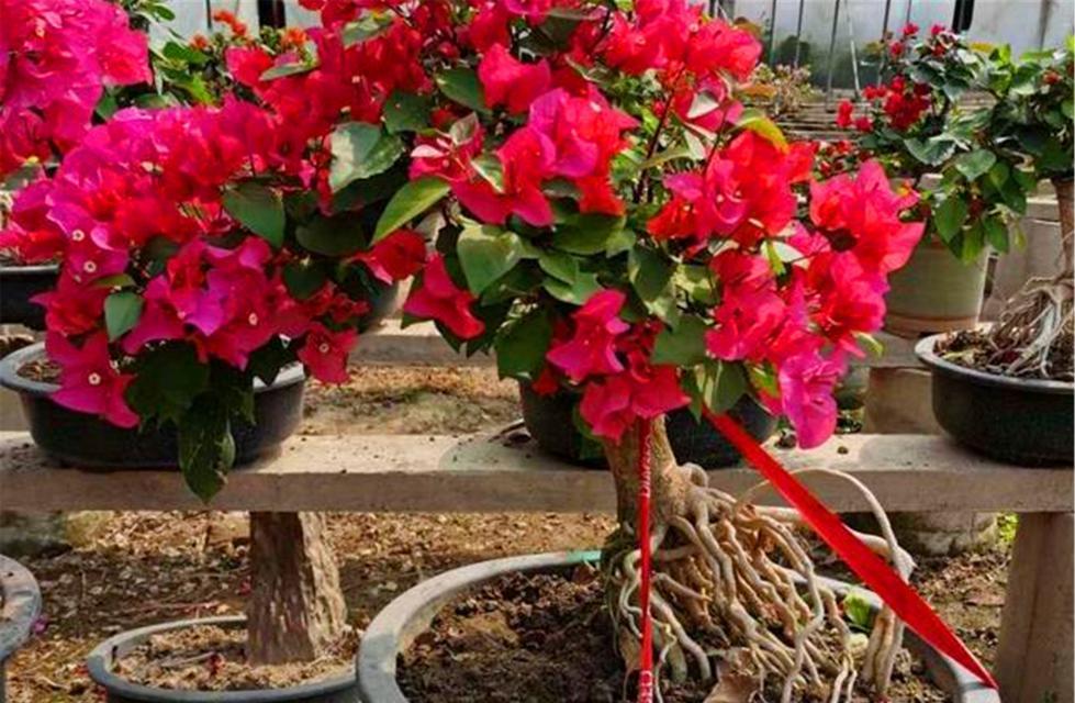 三角梅喜水还是喜旱？如何正确浇水以促进生长？