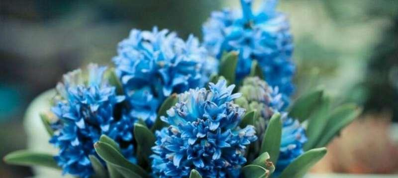 蓝色风信子的花语与代表意义（探寻蓝色风信子的神秘花语世界——愿望）