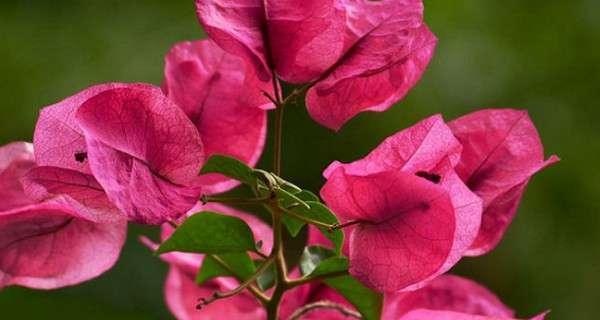 三角梅喜水还是喜旱？如何正确浇水以促进生长？