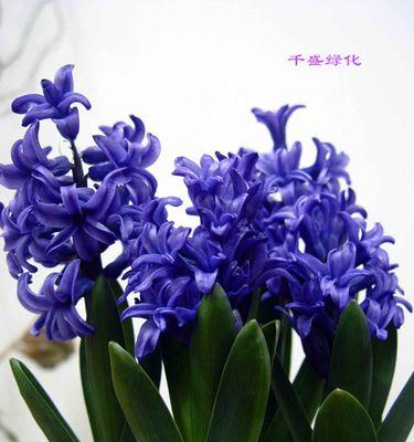 蓝色风信子的花语与代表意义（探寻蓝色风信子的神秘花语世界——愿望）