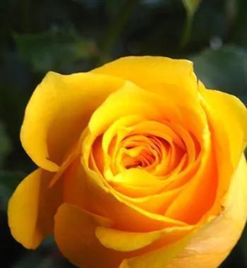 黄玫瑰的花语及象征意义(16朵黄玫瑰的美丽寓意)