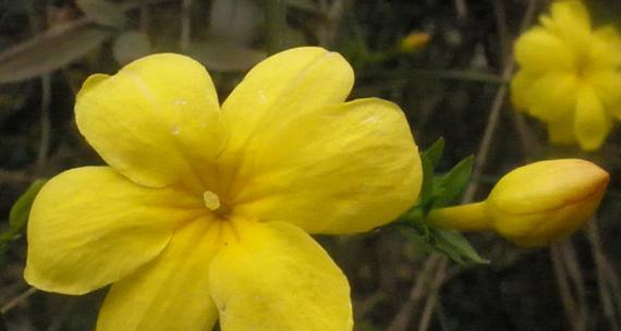 迎春花叶子形状像什么？如何辨别迎春花的叶子特征？