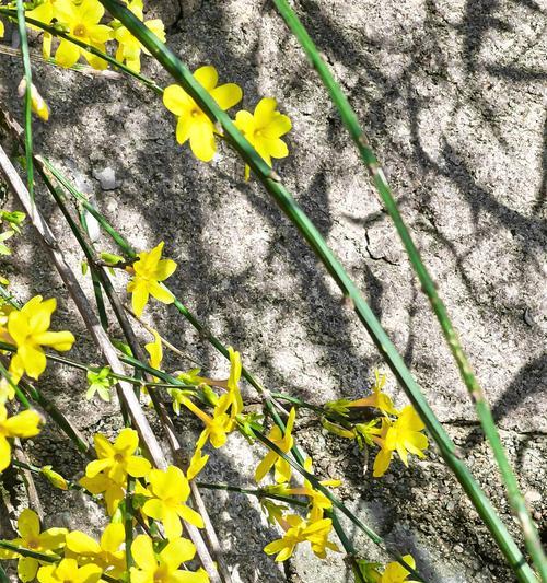 迎春花叶子形状像什么？如何辨别迎春花的叶子特征？