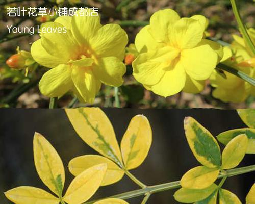 迎春花叶子形状像什么？如何辨别迎春花的叶子特征？