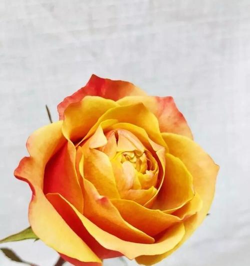 黄玫瑰的花语及象征意义（16朵黄玫瑰的美丽寓意）