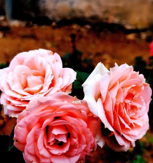 花开纯洁的爱（以代表纯洁的花为主题的一篇文章）