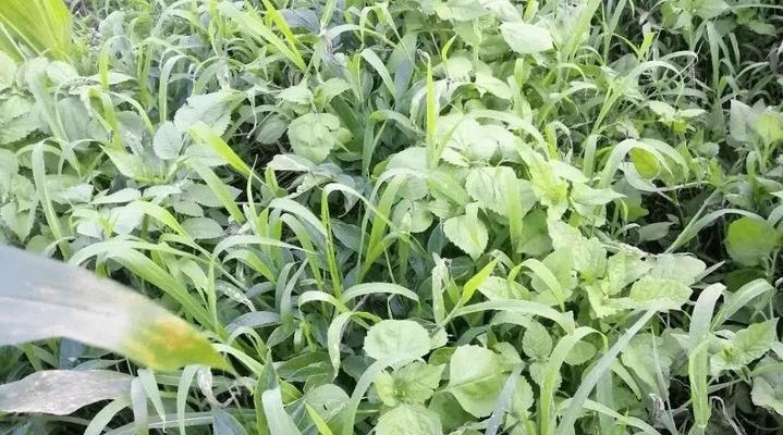 魔芋追肥用什么肥料效果最佳？如何正确施肥？