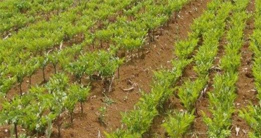 魔芋追肥用什么肥料效果最佳？如何正确施肥？