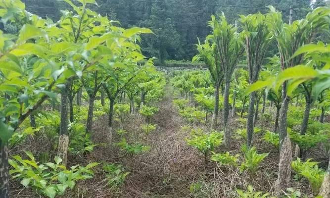 魔芋追肥用什么肥料效果最佳？如何正确施肥？