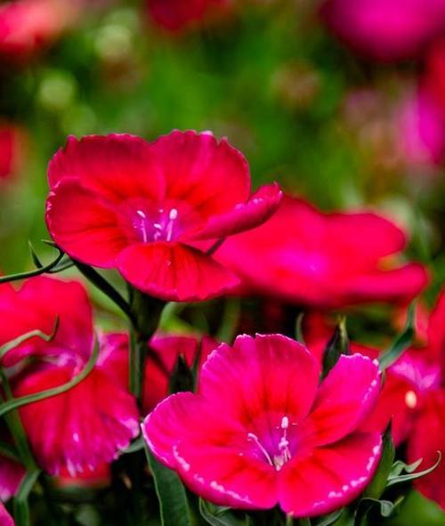 花开纯洁的爱（以代表纯洁的花为主题的一篇文章）