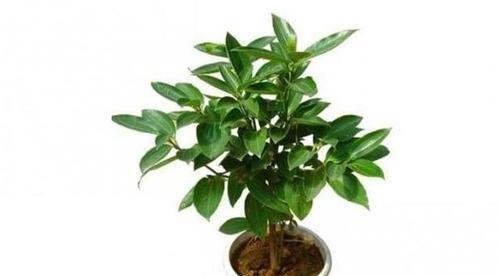 花开平安，寓意吉祥的花卉选择（以什么花代表平安）