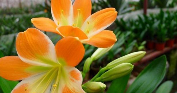 花开平安，寓意吉祥的花卉选择（以什么花代表平安）