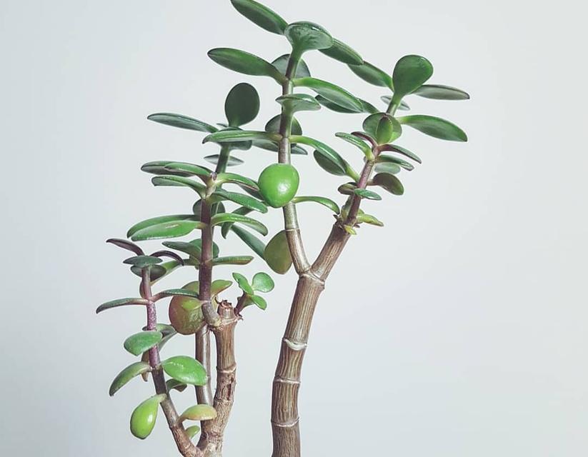 玉树适合深盆还是浅盆？如何选择合适的盆栽容器？