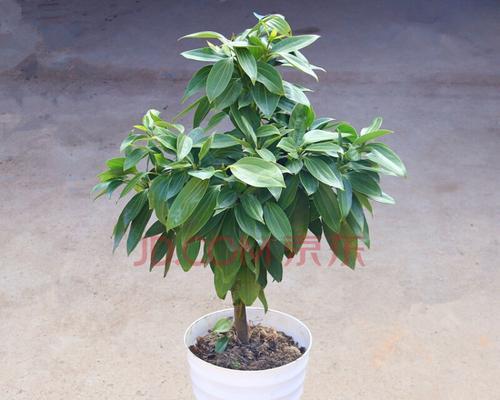 花开平安，寓意吉祥的花卉选择（以什么花代表平安）