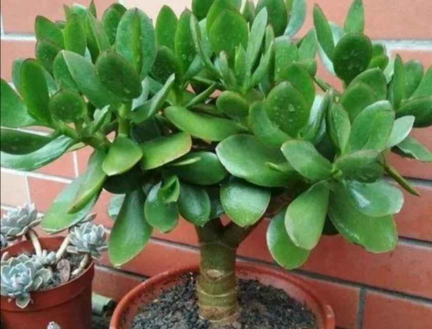 玉树适合深盆还是浅盆？如何选择合适的盆栽容器？