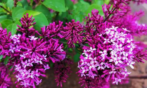 丁香花（永恒的回忆）