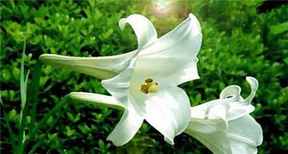 百合在风水中的寓意是什么？如何利用百合改善家居风水？