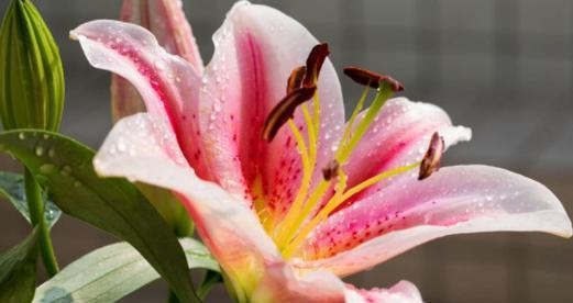 百合在风水中的寓意是什么？如何利用百合改善家居风水？