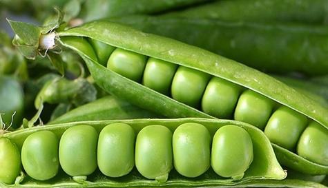 毛豆属于双子叶植物吗？毛豆的植物学分类是什么？