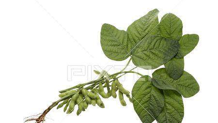 毛豆属于双子叶植物吗？毛豆的植物学分类是什么？