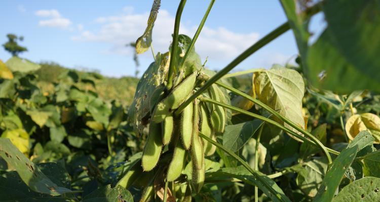 毛豆属于双子叶植物吗？毛豆的植物学分类是什么？