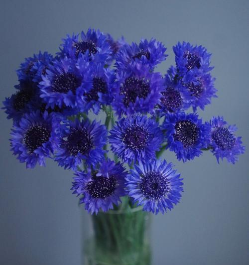 蓝色矢车菊花语与寓意（传递祝福的矢车菊之语）