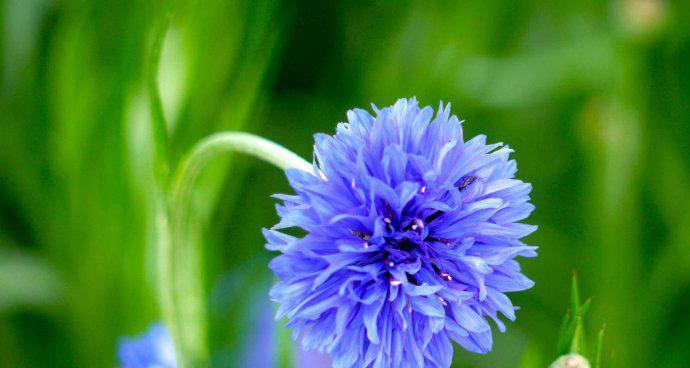 蓝色矢车菊花语与寓意（传递祝福的矢车菊之语）