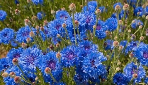 蓝色矢车菊花语与寓意（传递祝福的矢车菊之语）