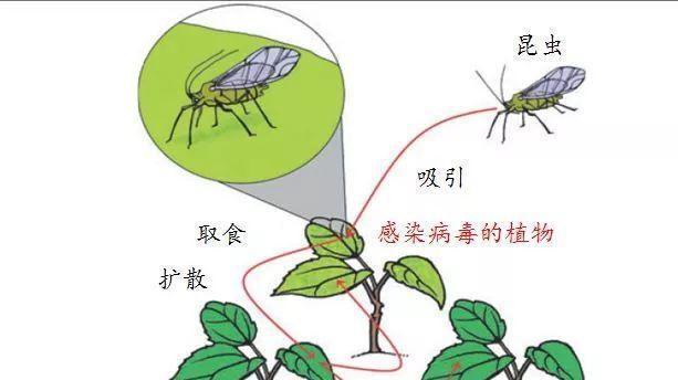 水稻钻心虫如何防治？防治水稻钻心虫的有效方法有哪些？