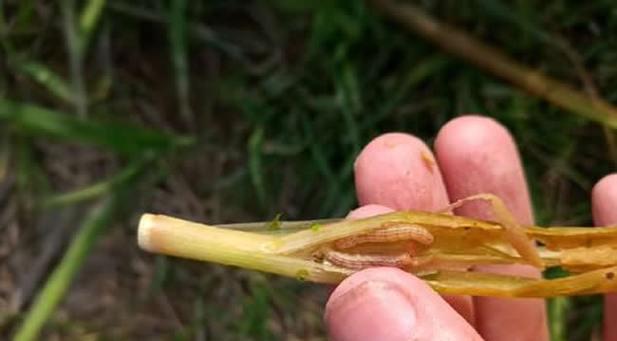 水稻钻心虫如何防治？防治水稻钻心虫的有效方法有哪些？