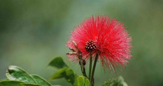 英雄之花——康乃馨的花语（康乃馨）