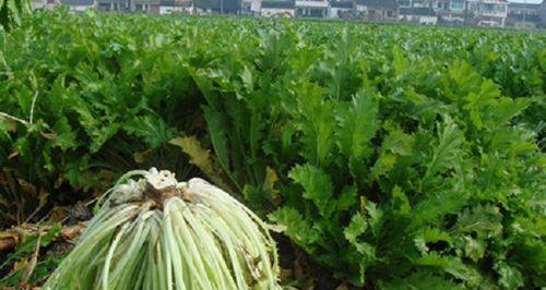 雪菜最佳种植时间是什么时候？如何正确种植？