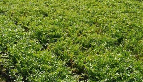 雪菜最佳种植时间是什么时候？如何正确种植？