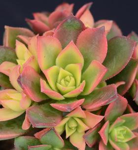 艳日辉爆盆技巧是什么？如何快速实现爆盆效果？