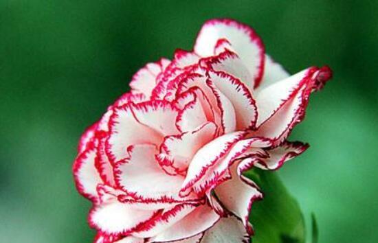 花开亲情，寄情深意（用花言表达最深情）