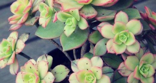 艳日辉爆盆技巧是什么？如何快速实现爆盆效果？