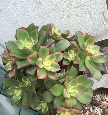 艳日辉爆盆技巧是什么？如何快速实现爆盆效果？