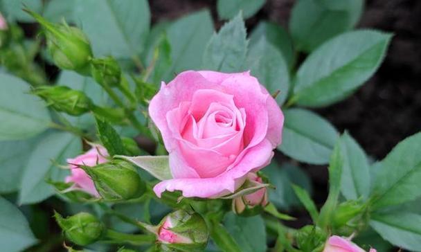 花开亲情，寄情深意（用花言表达最深情）