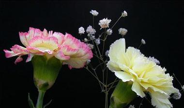 花开亲情，寄情深意（用花言表达最深情）