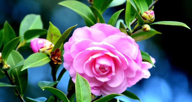 山茶花的美丽与坚强（以山茶花暗示的生命力与希望）