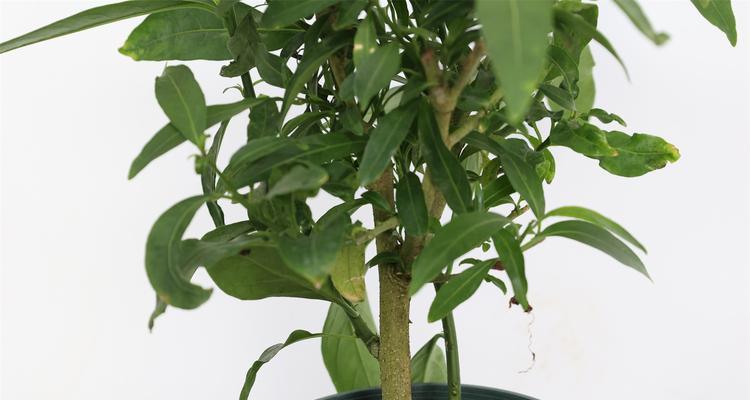 夜来香移栽的最佳时间是什么时候？移栽后如何护理？